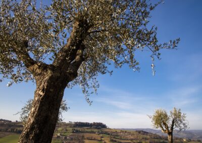 Podere Santa Vetturina Exteriors